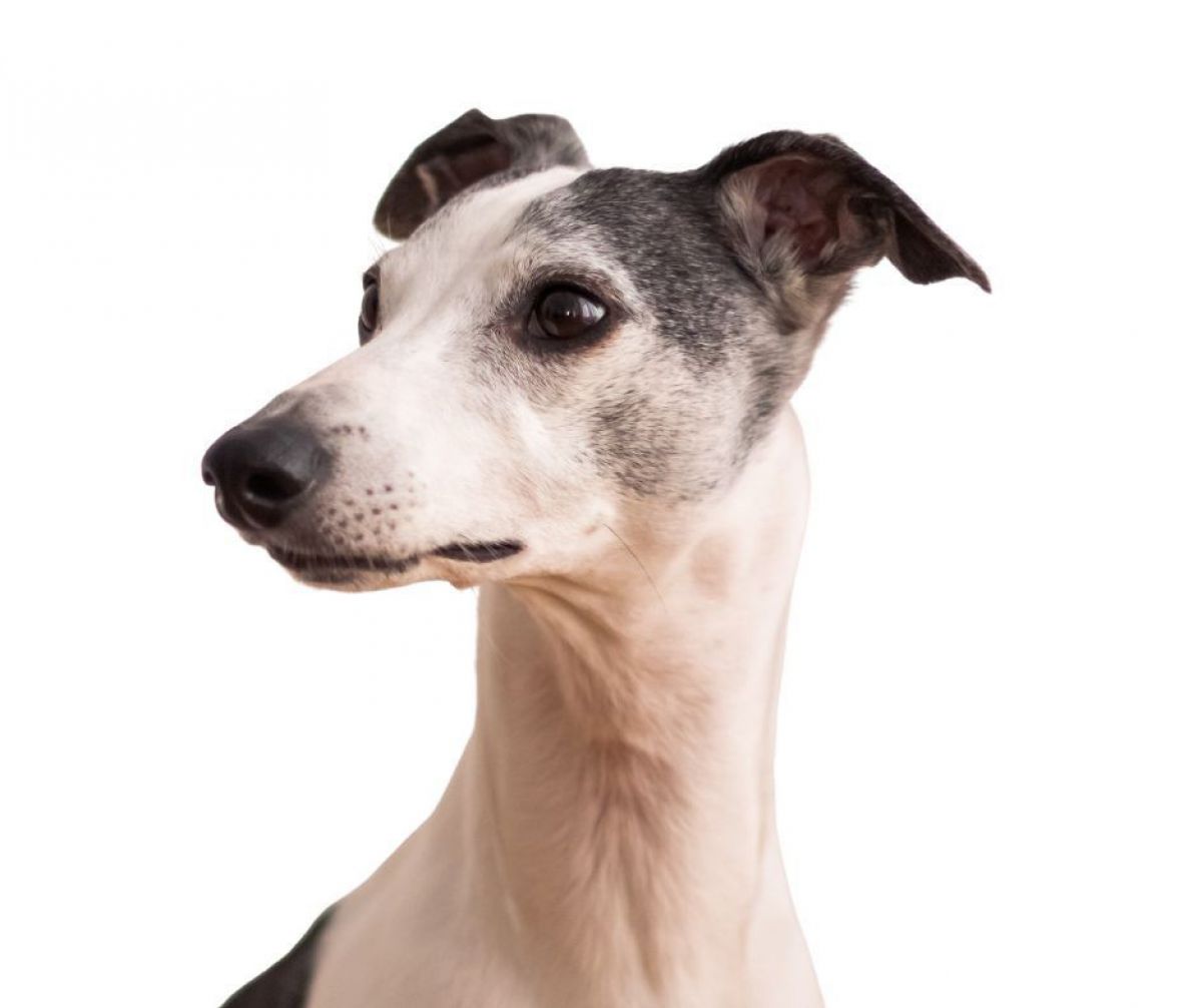 Hund