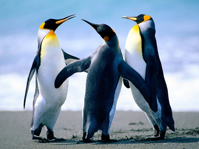 Drei Pinguine